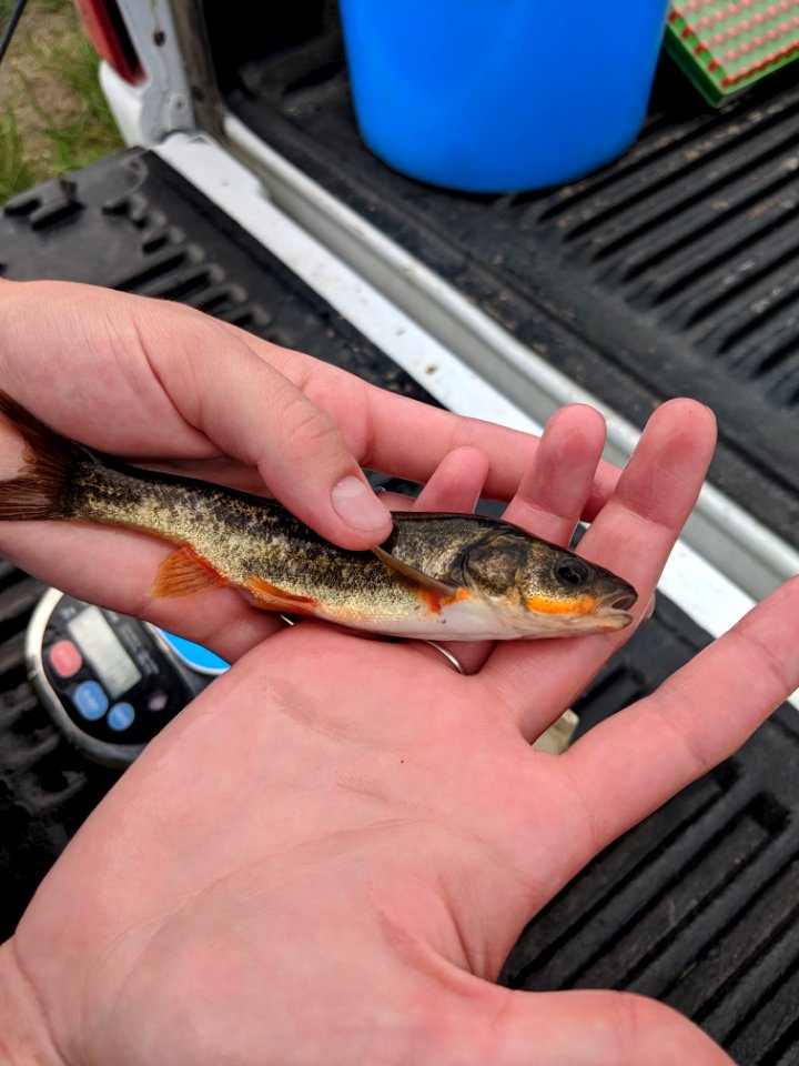Rio Grande Chub