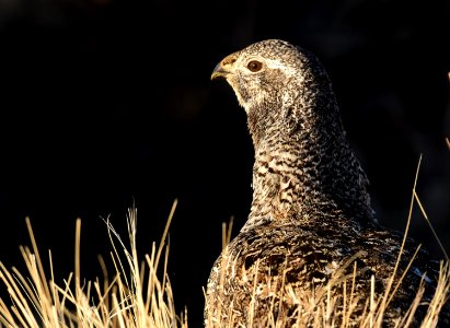 Greater sage-grouse at Seedskadee National Wildlife Refuge
