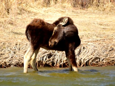 Bull moose at Seedskadee National Wildlife Refuge