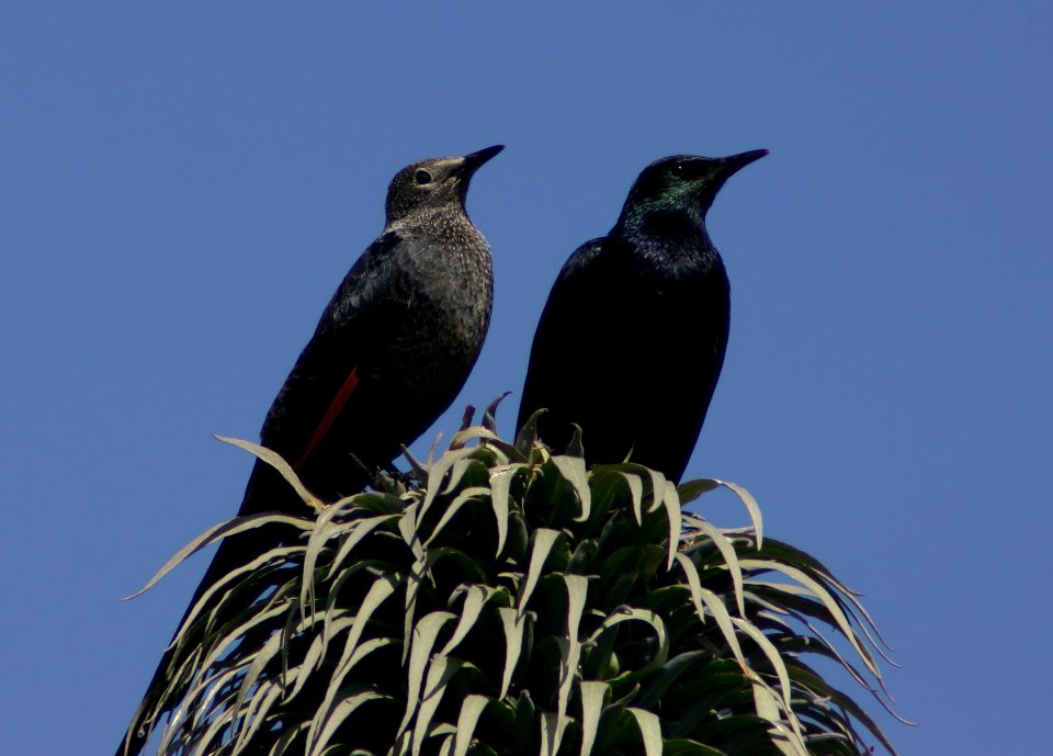 Slender-billed Starlings, Mountains National Park, Ethiopian Highlands