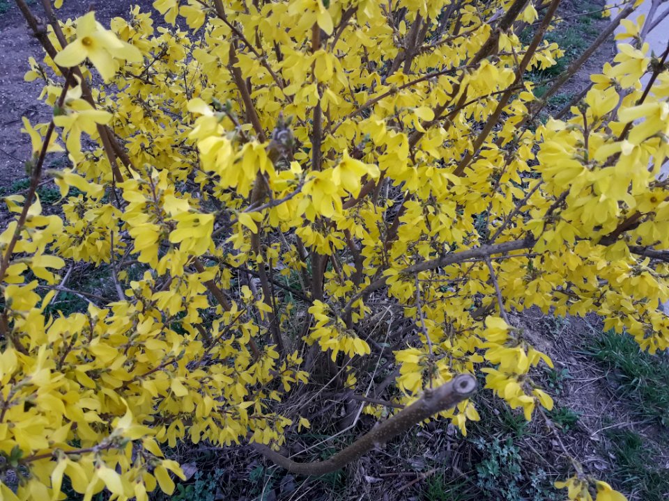 Spring in Korea