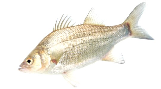 White Bass (Morone chrysops) photo
