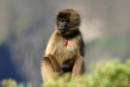 Gelada, Simien Mountains National Park, Ethiopian Highlands photo