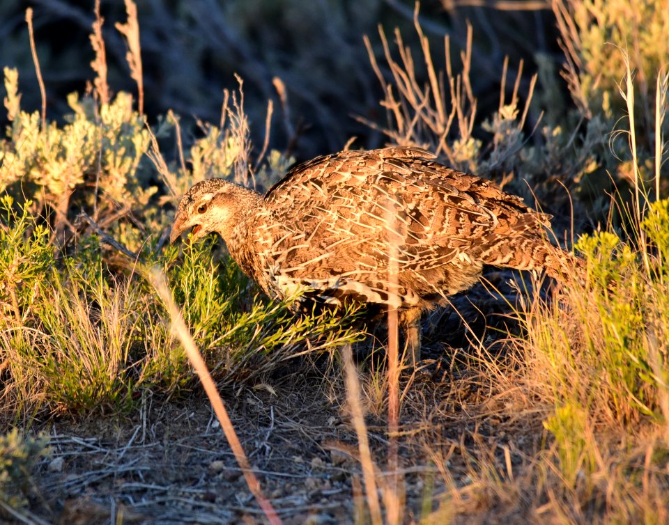 Greater sage-grouse at Seedskadee National Wildlife Refge