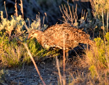 Greater sage-grouse at Seedskadee National Wildlife Refge