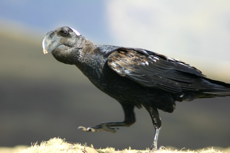 Thick-billed Raven