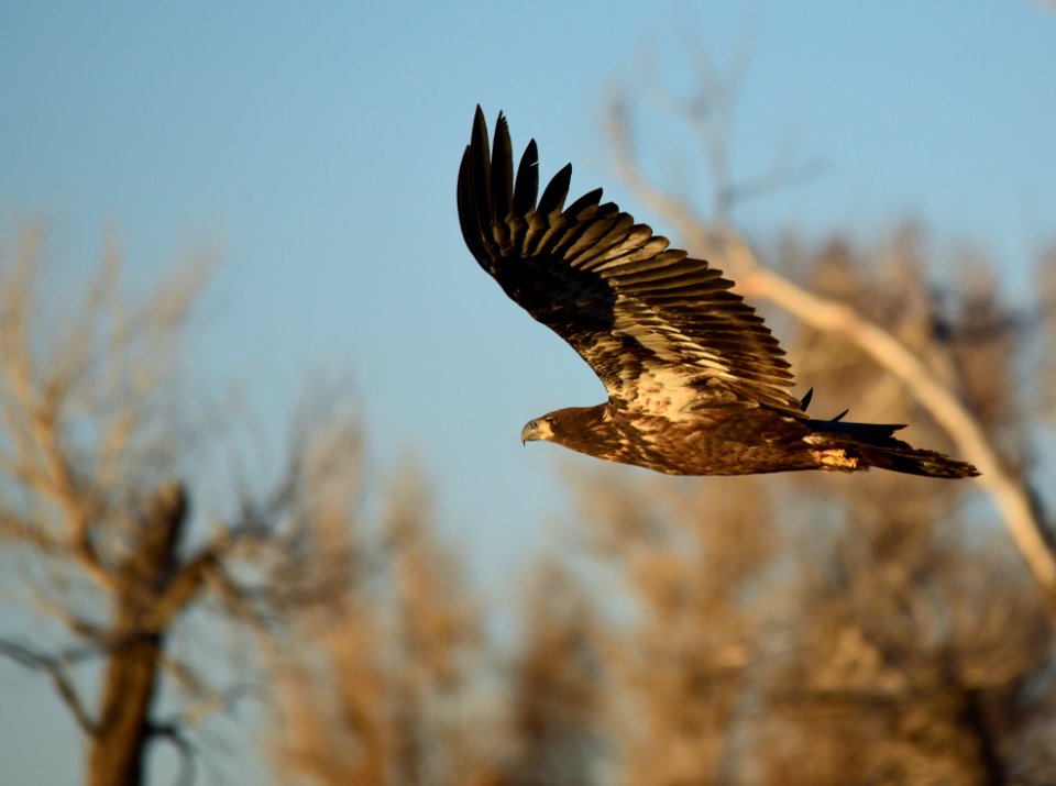 Bald eagle at Seedskadee National Wildlife Refuge