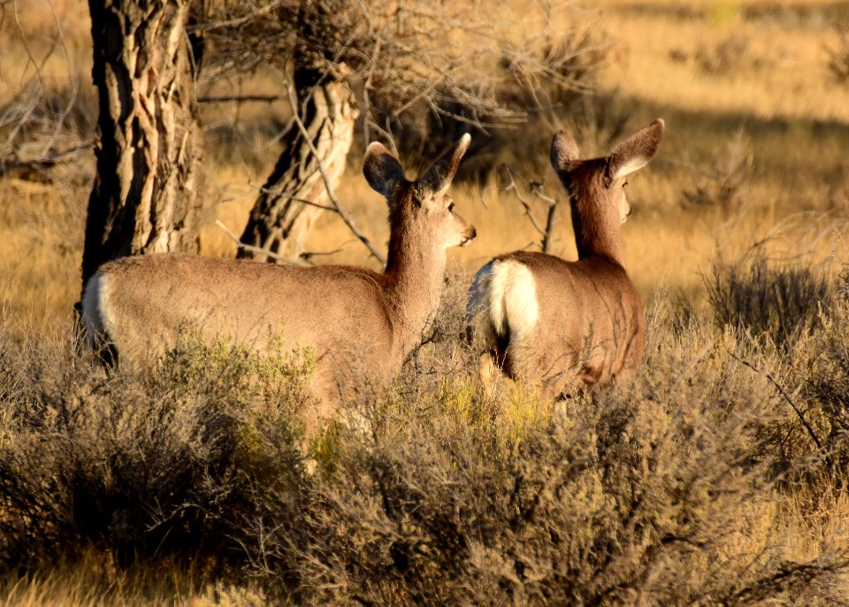 Mule deer at Seedskadee National Wildlife Refuge