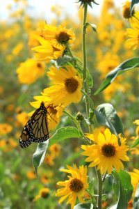 Monarch on Maximilian photo