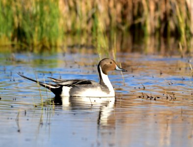 Northern pintail at Seedskadee National Wildlife Refuge