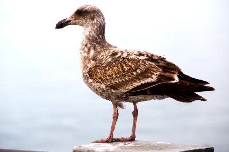 Bird watching the beach