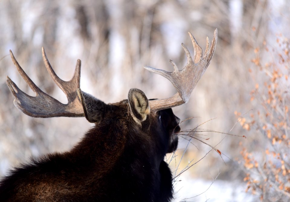 Moose at Seedskadee National Wildlife Refuge