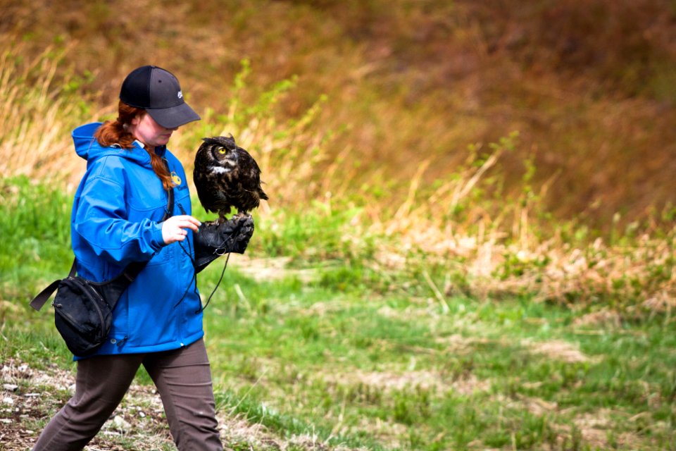 Bird in motion show