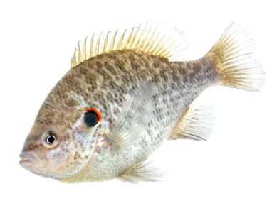 Redear Sunfish (Lepomis microlophus)
