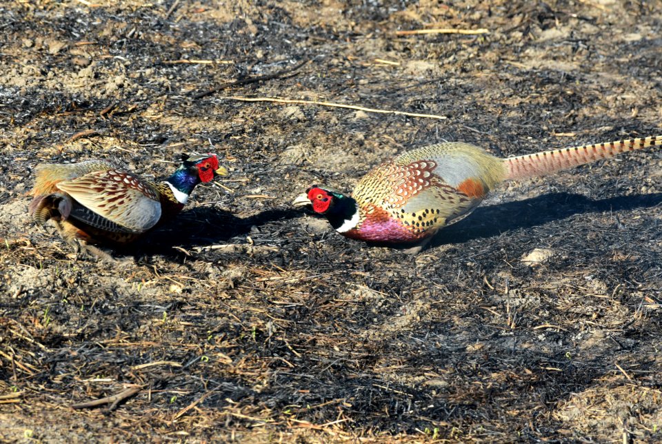 Ring-necked pheasant at LaCreek National Wildlife Refuge
