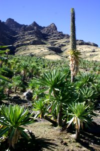 Simien Mountains National Park, Ethiopian Highlands