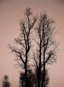 Nature plant branches