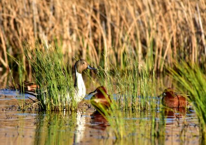 Northern pintail at Seedskadee National Wildlife Refuge