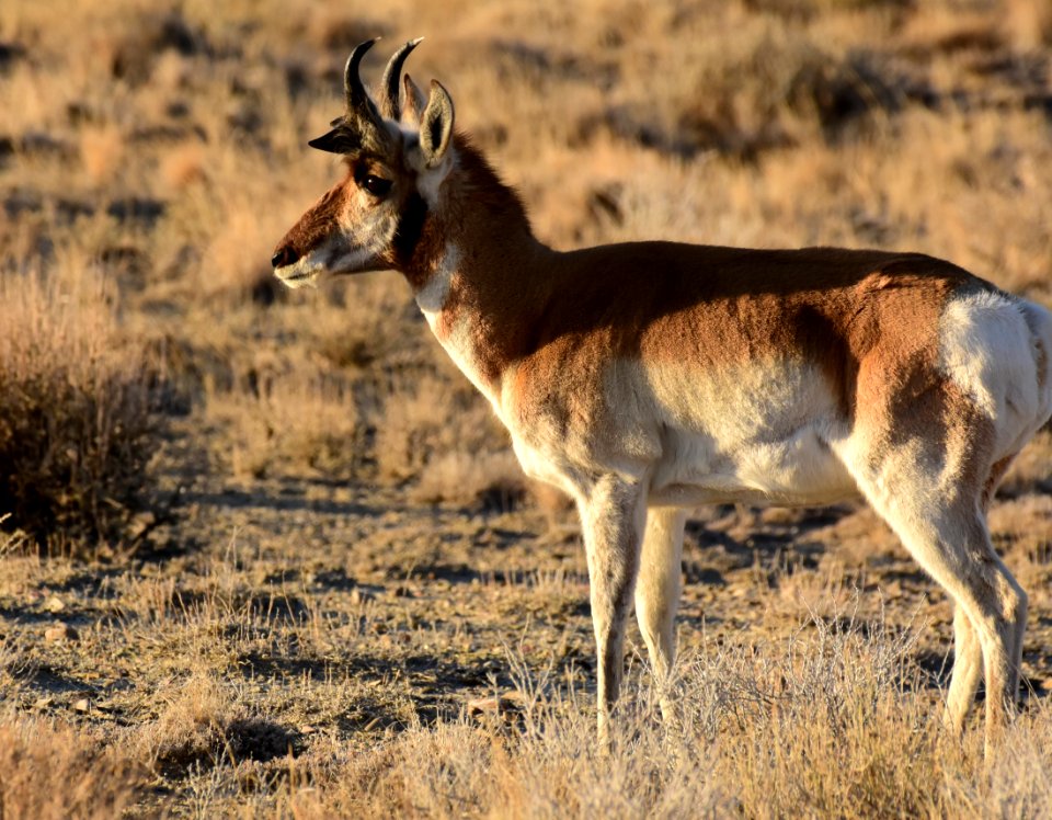 Pronghorn at Seedskadee National Wildlife Refuge