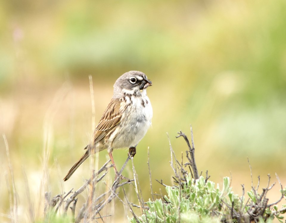 Sagebrush sparrow at Seedskadee National Wildlife Refuge