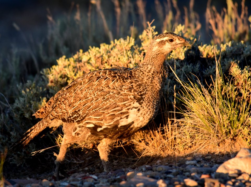 Greater sage-grouse at Seedskadee National Wildlife Refge