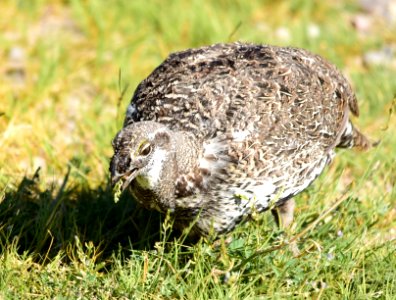 Greater sage-grouse at Seedskadee National Wildlife Refuge photo