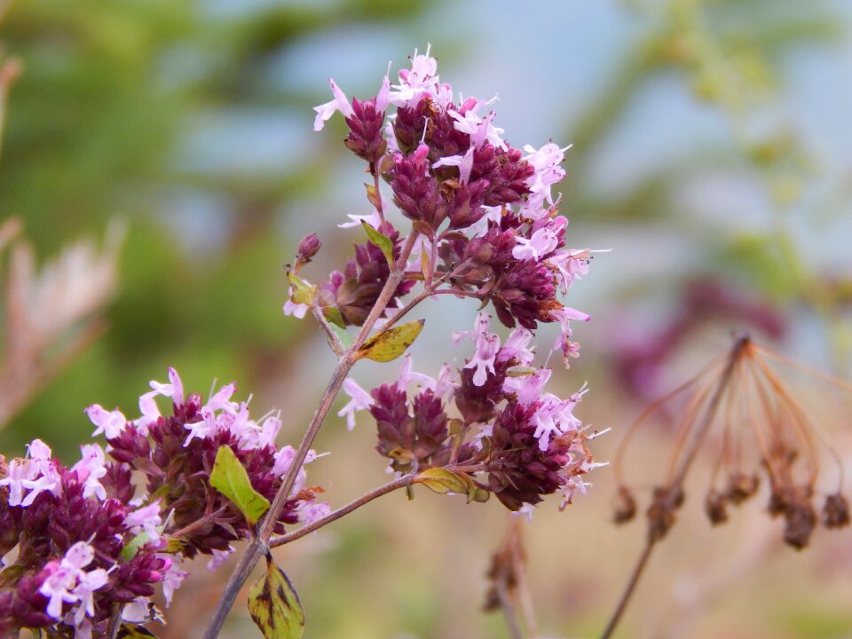 Macro photography beautiful flower closeup
