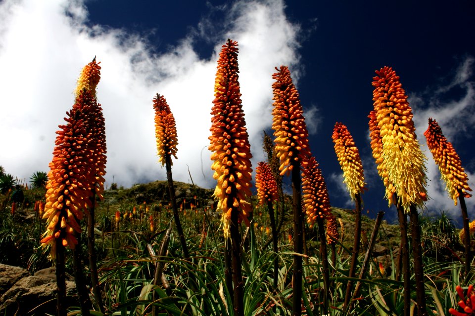 Simien Mountains National Park, Ethiopian Highlands