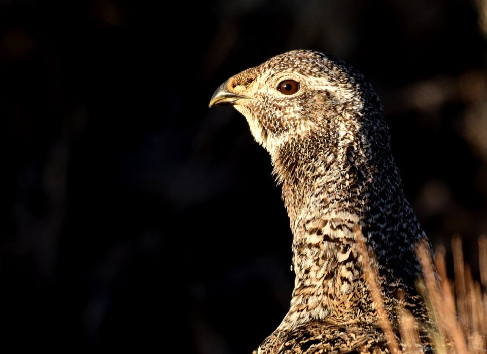 Greater sage-grouse at Seedskadee National Wildlife Refuge