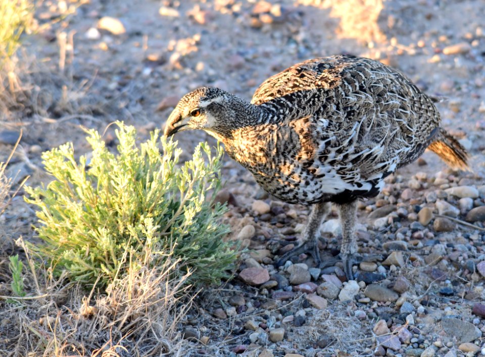 Greater sage-grouse at Seedskadee National Wildlife Refuge