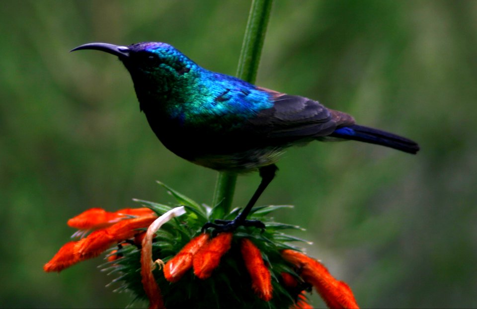 Variable Sunbird, Simien Mountains National Park, Ethiopian Highlands