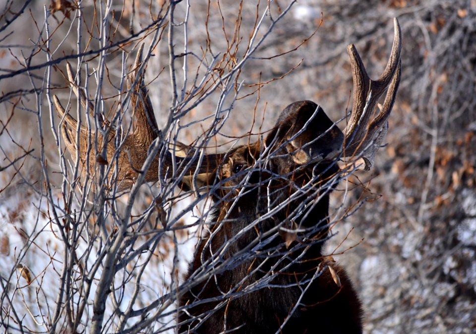 Moose at Seedskadee National Wildlife Refuge