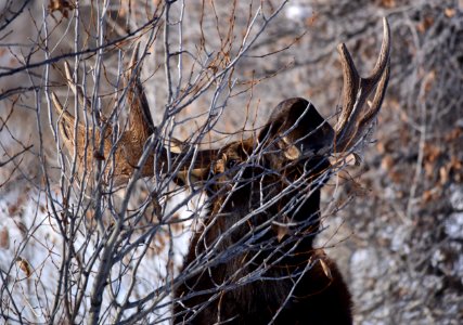 Moose at Seedskadee National Wildlife Refuge