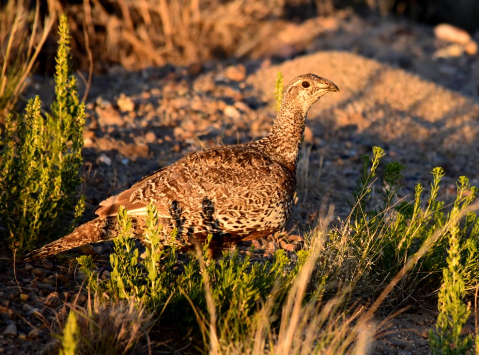 Greater sage-grouse at Seedskadee National Wildlife Refuge