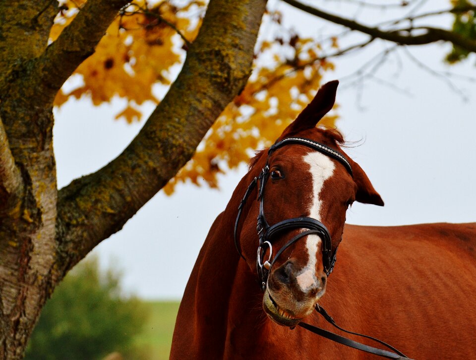 Ride reiterhof brown