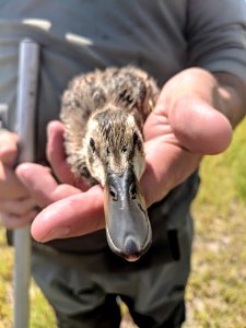 Mallard duckling