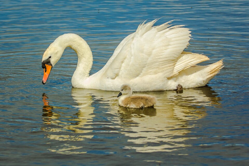 Chick nature wild nature