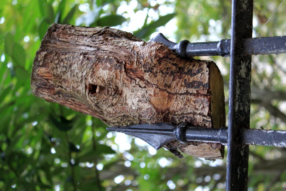 Sentimental wood