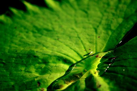 Water, leaf, water, bug