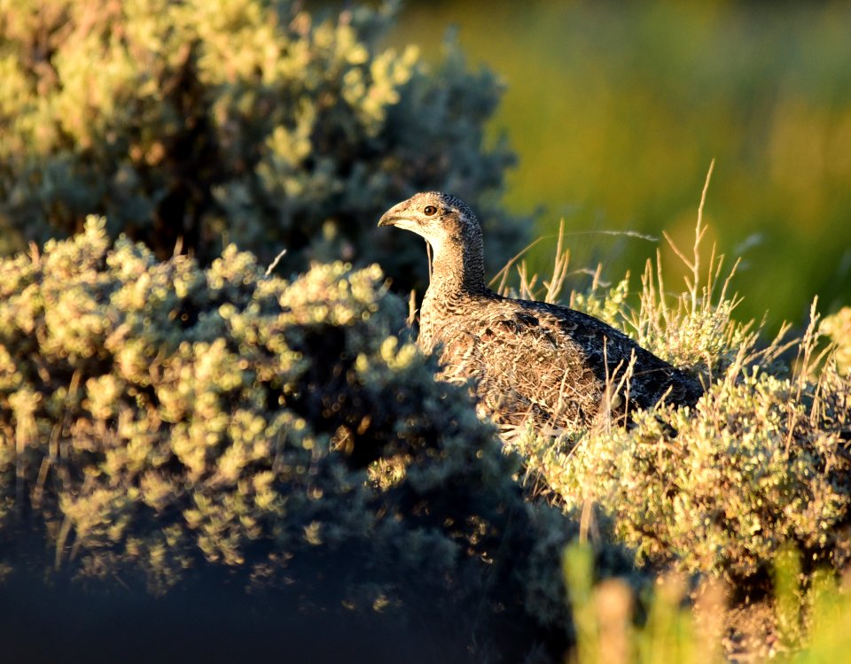 Greater sage-grouse at Seedskadee National Wildlife Refuge