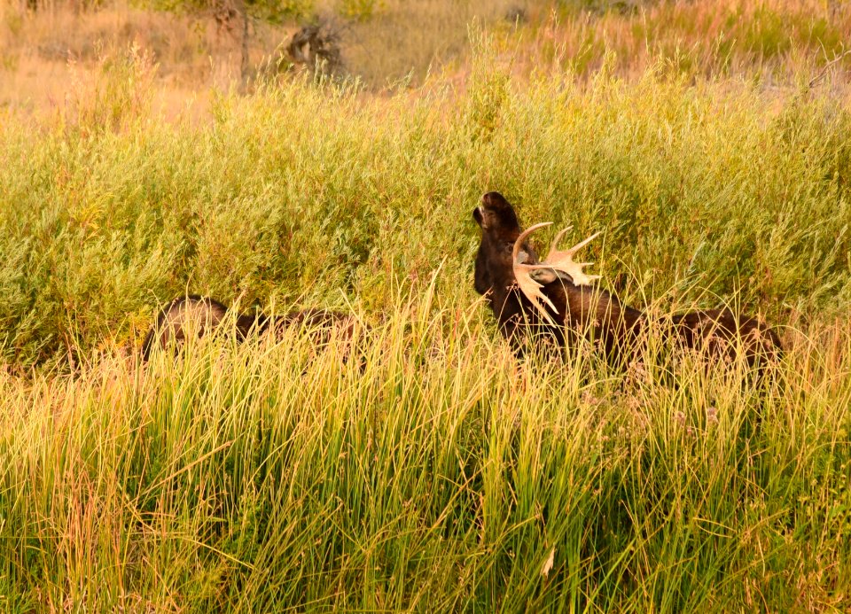 Moose at Seedskadee National Wildlife Refuge