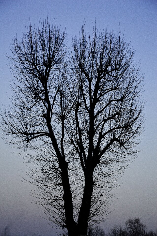 Nature plant branches