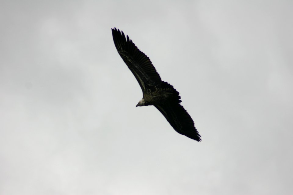 Lammergeyer (Gypaetus barbatus), Simien Mountains National Park, Ethiopian Highlands