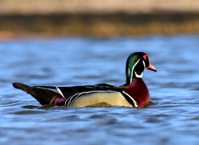 Wood duck at LaCreek National Wildlife Refuge