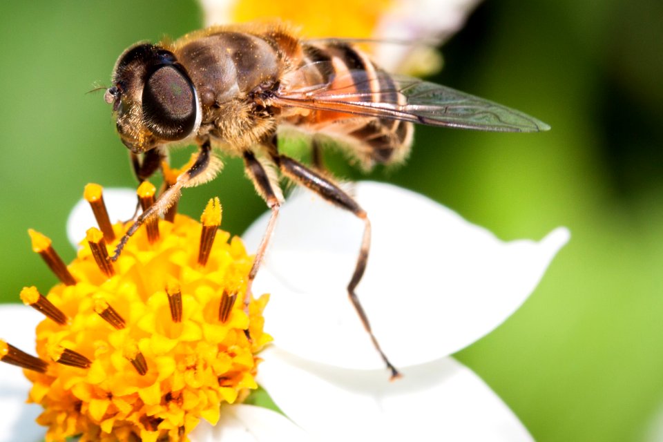Hoverfly