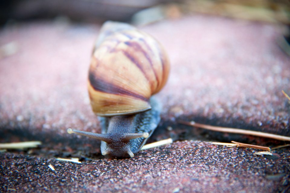 Good morning, Mr. Snail.
