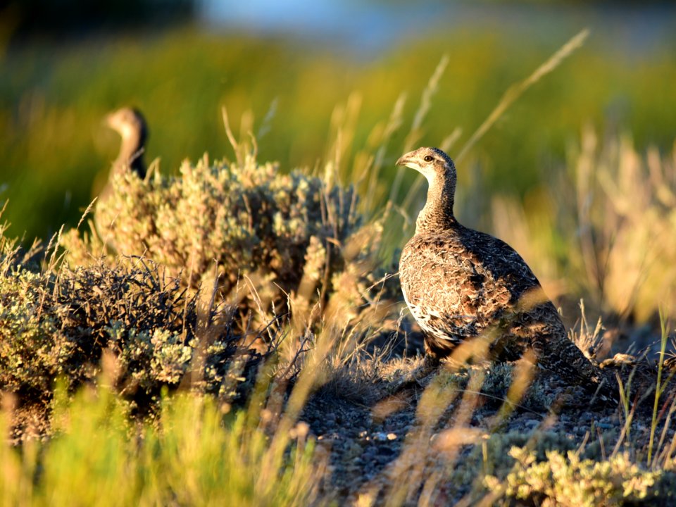 Greater sage-grouse at Seedskadee National Wildlife Refuge