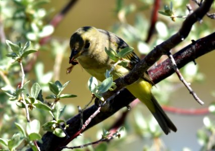 Western tanager at Seedskadee National Wildlife Refuge