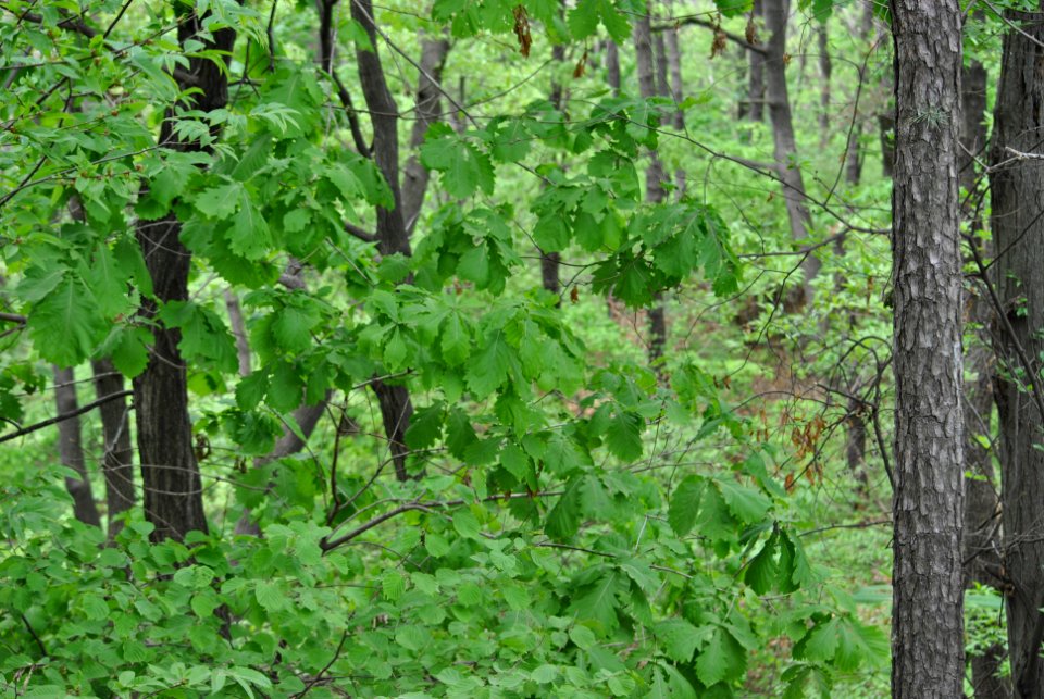 Bukhansan National Park