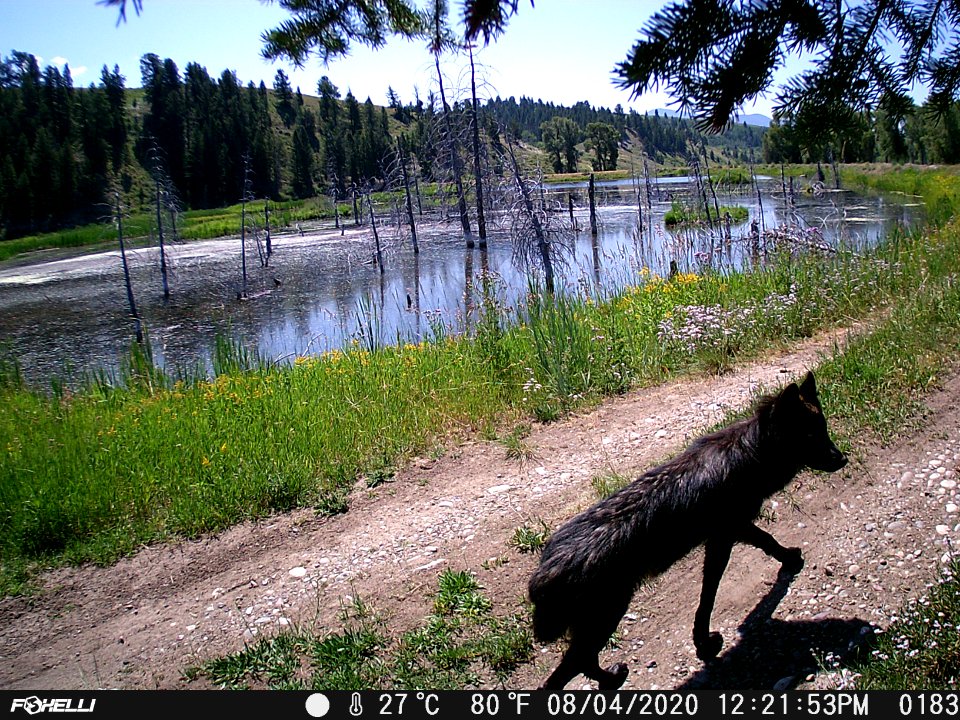 Wolf on Trail Camera